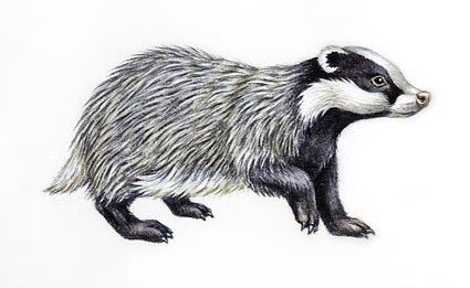 South Yorkshire Badger Group logo